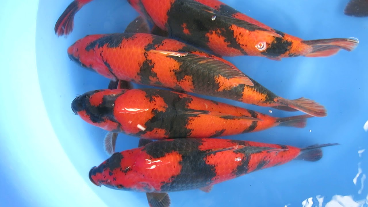 Hi Utsuri Japanese Koi Fish YouTube
