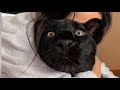 Gentle Luna the panther and grumpy Venza 😸(ENG SUB)