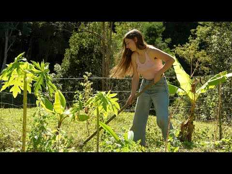 Video: Lantana Overwintering: Matuto Tungkol sa Pag-aalaga sa Taglamig Para sa Lantanas