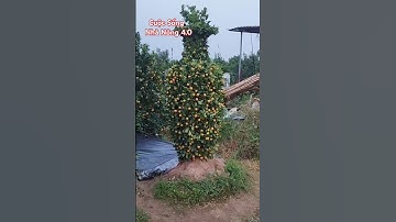 Làng nghề quất cảnh Yên Mỹ, Hưng Yên #shots