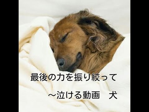 最後の力をふりしぼって 泣ける動画 犬 Youtube