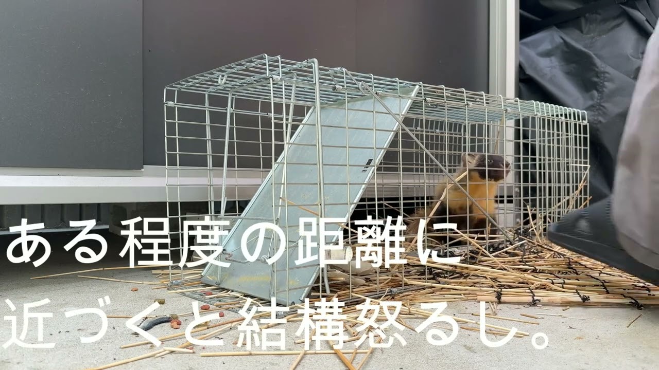 イタチが捕まっちゃいました(^-^; - YouTube