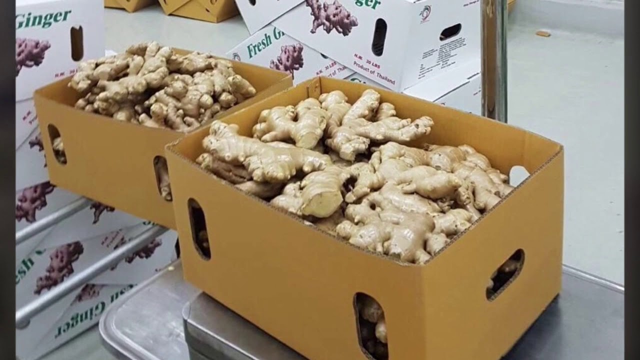 EXPORT THAILAND GINGER TO CANADA AND AROUND THE WORLD by Freshco Intertrade Co., Ltd.