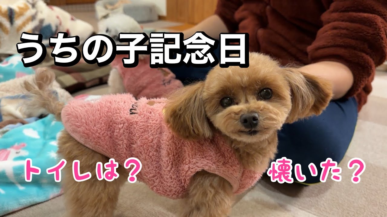 【うちの子記念日】あの日から2年、ララはここまで成長しました