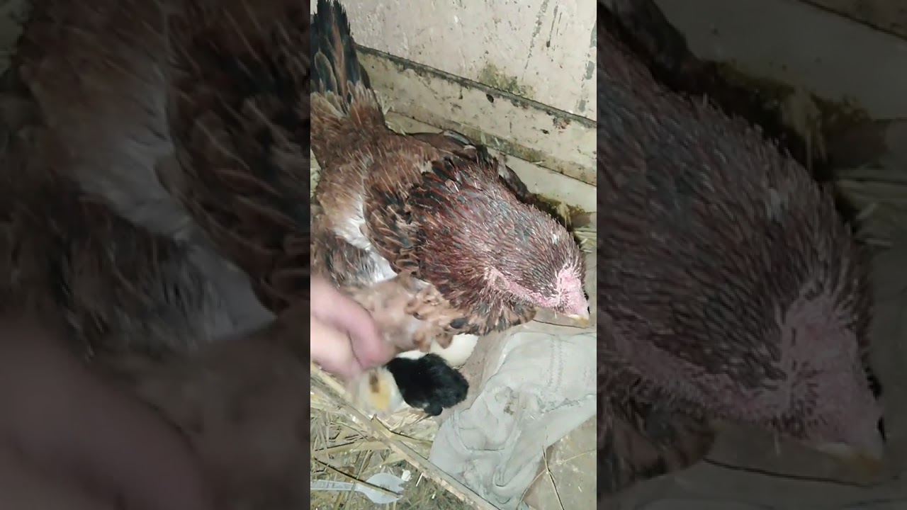 كيفيه رقود الفراخ الهندي وكم مده فقس بيض الفراخ 