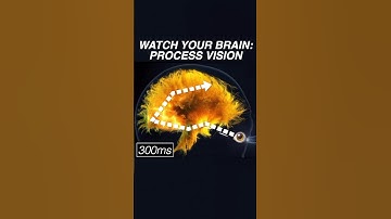 This is how your brain processes vision #neuroscience #brain #neuroplasticity #vision #anatomy