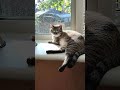 мысли кота #cat