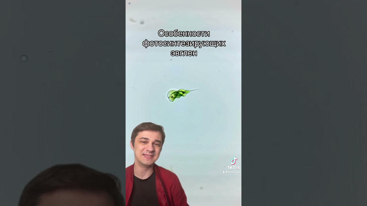 Особенности эвглен 