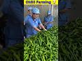 "Chilli Farming in China – A Hot Business Trend in 2025!"🤯 #youtubeshorts