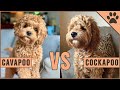 Cavapoo vs Cockapoo - Compare Two Poodle Mix Breeds