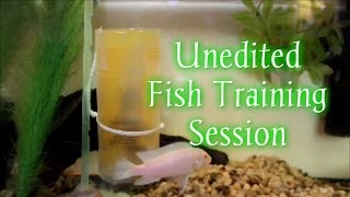 Real Unedited Fish Training Session (Star) | SpartansTricks screenshot 1