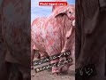 Would biggest cow🔥#2k26qurbani #cowqurbani #cow #cowlover #cowvideos #cowboys #cows #youtubeshorts