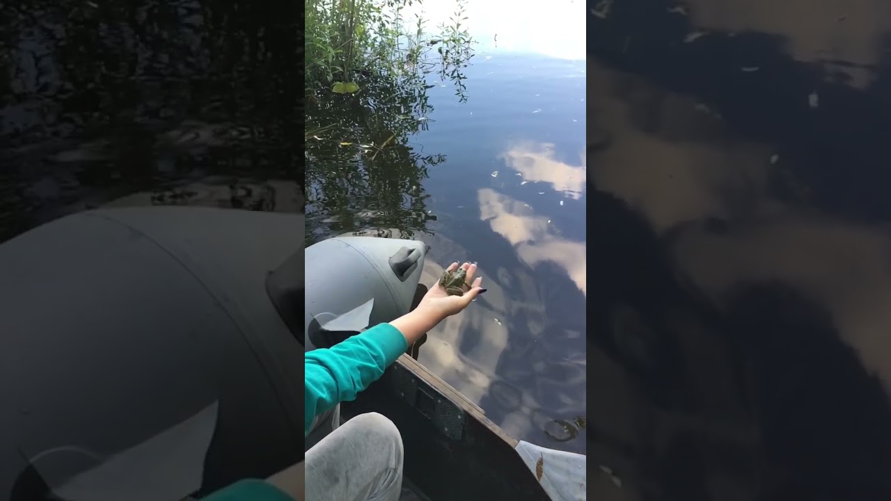 Появляются ли бородавки от лягушек?