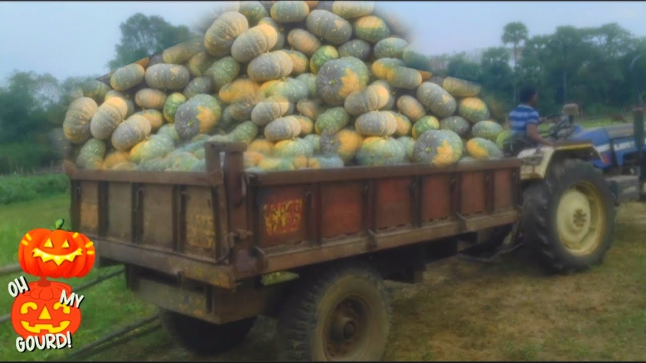 Pumpkin loading at pumpkin field in green village