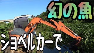 【幻の魚】剣を持った魚を捕獲せよ！