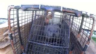 Wildlife removal in wethersfield ct