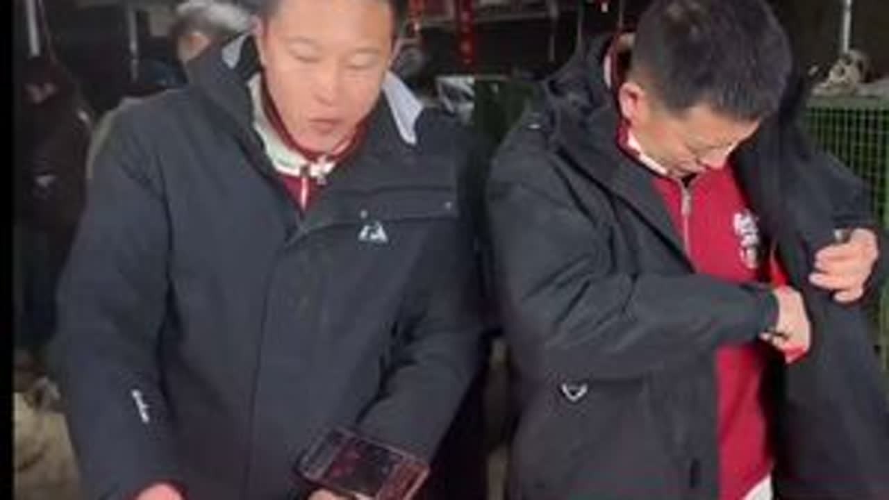 26-2月8号雨哥直播3  两口子配合依旧默契👉一个库库吃，一个库库揣，🤣雨哥属于职业病了快😂谁都不放过哈哈哈哈 #狗狗  #实战猎犬  #西北刀客 #萌宠出道计划 #西北刀客直播录屏 @...