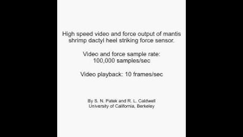 Synchronized force sensor output and video from a mantis shrimp