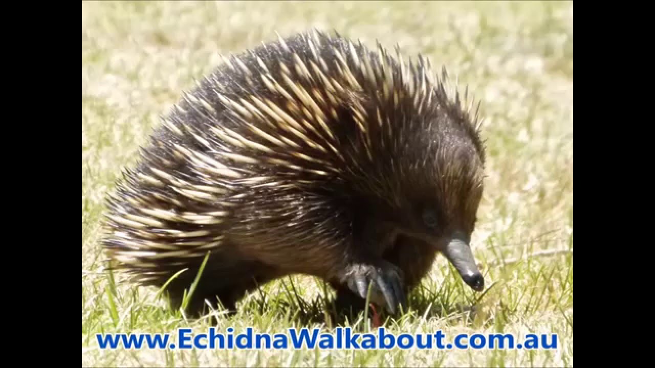 tachyglossus aculeatus acanthion Echidnas are unstoppable!