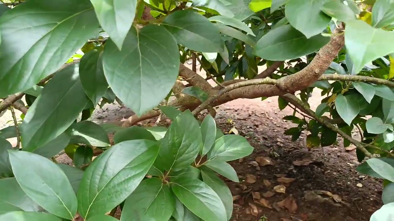 Pertumbuhan Tanaman Alpukat Yang Lebat....