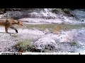 Captan en video y fotos a 5 especies de felinos en Oaxaca