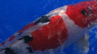 Koi story: priceless Japanese fish make a splash