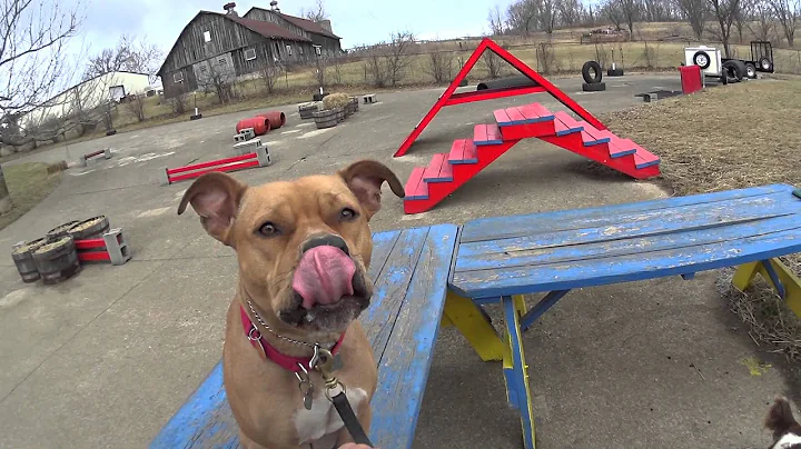 Pit Bull Rehabilitation Part One