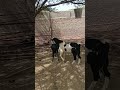 Amazing short #whitegoat #goatfarming #animals #beautifullgoats #goatfarmingbusiness #automobile
