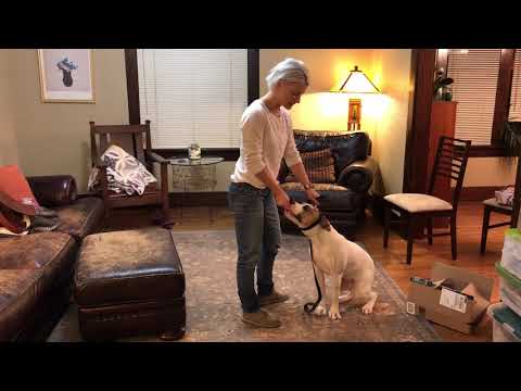 Video: Kondicionirani čustveni odzivi pri psih