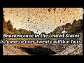 CRAZY FACTS ABOUT BABY ANIMALS!!!