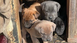 Olympicdogs:  Country x Suprema 4 wk puppy update.  Mastiff hybrid pups.  Family Guardian dogs