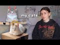 the vlog that's all about my cats
