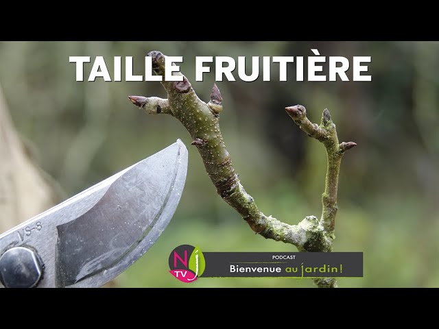 Pince à Lier pour Vigne, Machine À Taper Nouer Branches, pour Tomates  Vignobles Arbres Fruitiers Légumes