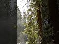 ぐっすり眠れる・おやすみピアノ＋雨の音【途中広告なし・睡眠・癒し・寝かしつけ・胎教用BGM】
