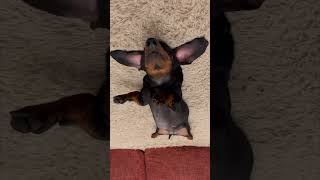 Dog Taking a Moment to Relax While Laying on Its Back