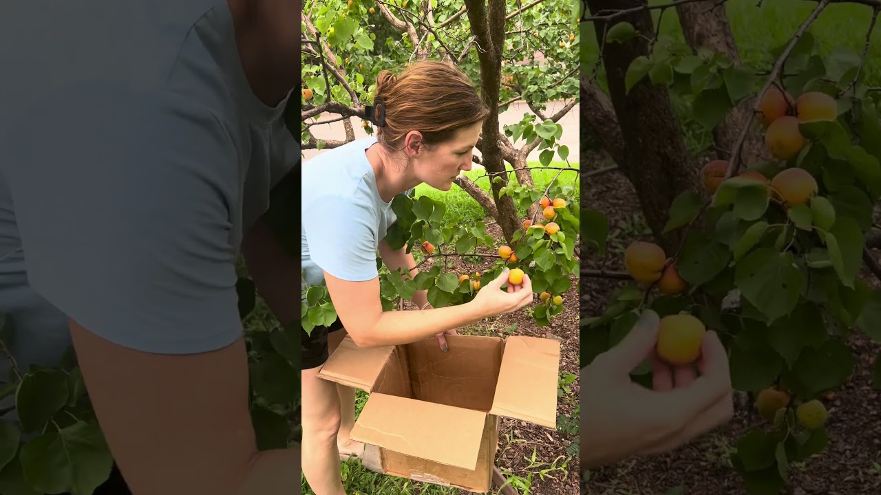 Picking SO MANY apricots  