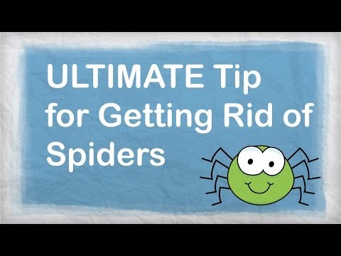 How to Get Rid of Spiders Naturally | BEST Repellent for Getting Rid of Spiders in your House