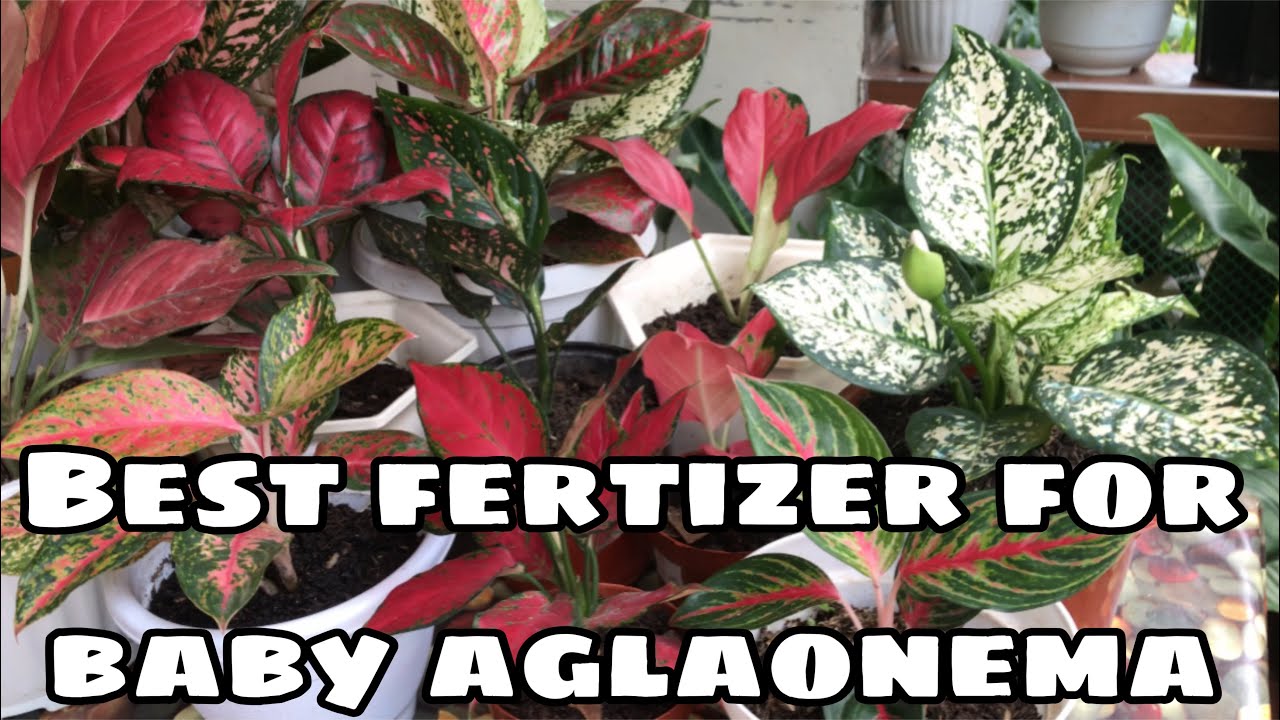 Aglaonema / Best Fertilizer for my Baby Aglaonema /Aglaonema Best