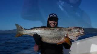 PESCA EN EL MAR, SALMONES, SIERRAS, CORVINAS, EN LA REGION DE LOS RIOS, VALDIVIA CORRAL.