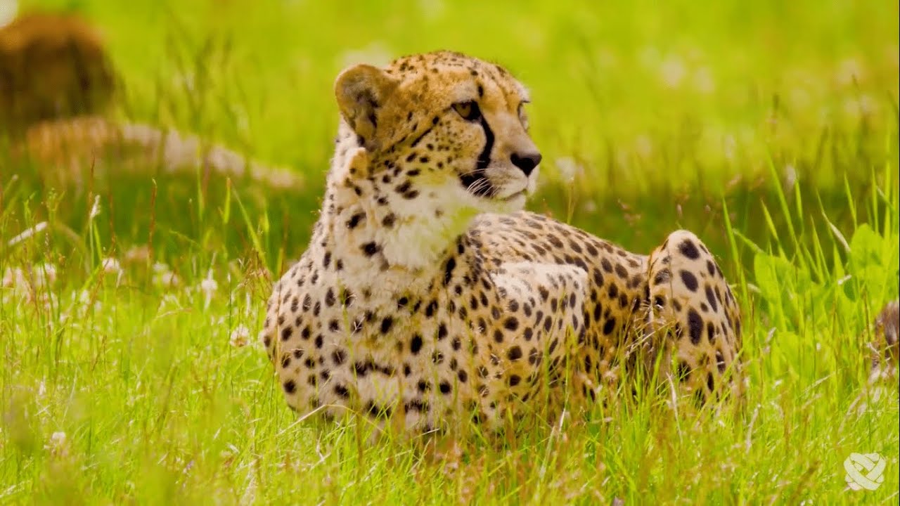 Por Tu Misericordia (Jesús usted es mi paz) - Pello Osorio (Pista | Karaoke)