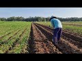 EASY WAY TO MAKE FARM BEDS WITH TRADITIONAL AGRICULTURAL TOOLS! - tools agriculture