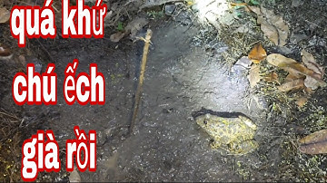 mùa nước nổi nầy cắm câu ếch dính liên tục gỡ không kịp luôn 