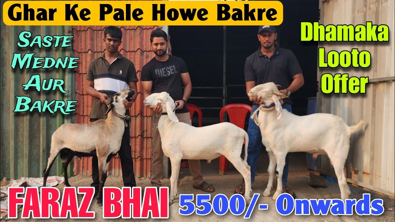 5500/- Onwards Ghar Ke Pale Howe Goat At FARAZ BHAI | Saste Bakre Aur Mende In Kalyan  
