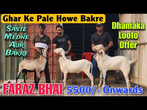 5500/- Onwards Ghar Ke Pale Howe Goat At FARAZ BHAI | Saste Bakre Aur Mende In Kalyan  