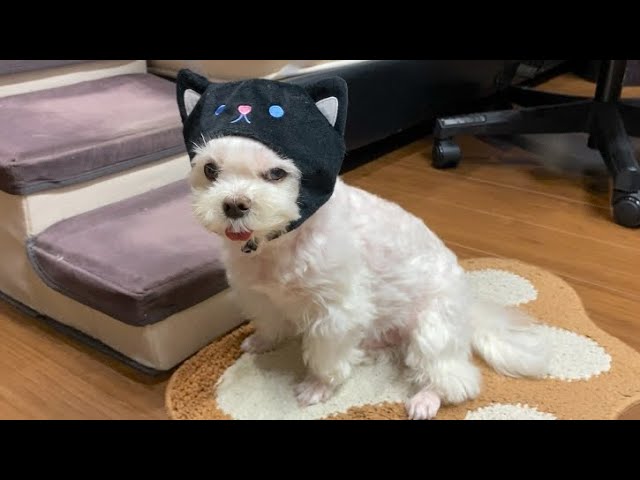 As a result of my husband and wife raising their dog like a human