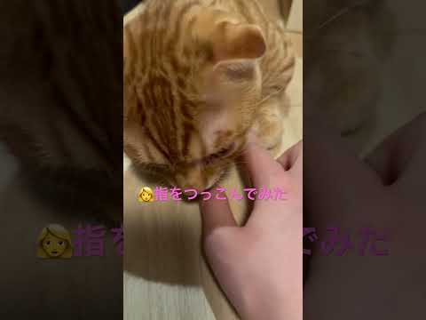 指をつっこんでみると… #キンカロー #子猫 #cat #猫 #猫のいる暮らし #catlover #고양이 #catlovers #catvideo #catvideos