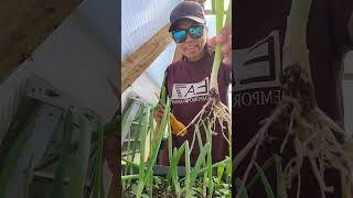 හැමදාම කඩෙන් ලීක්ස් / Spring Onions වගේ දේවල් ගන්නවද ? ගෙදරම ලේසියෙන් වවාගන්න | Sinhala Vlogs|සිංහල