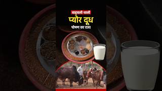 Secret Behind Truly Pure Milk 🥛 बाहुबली थाली से गाय देती हैं पोषण वाला दूध 🐄 #youtubeshortsvideo