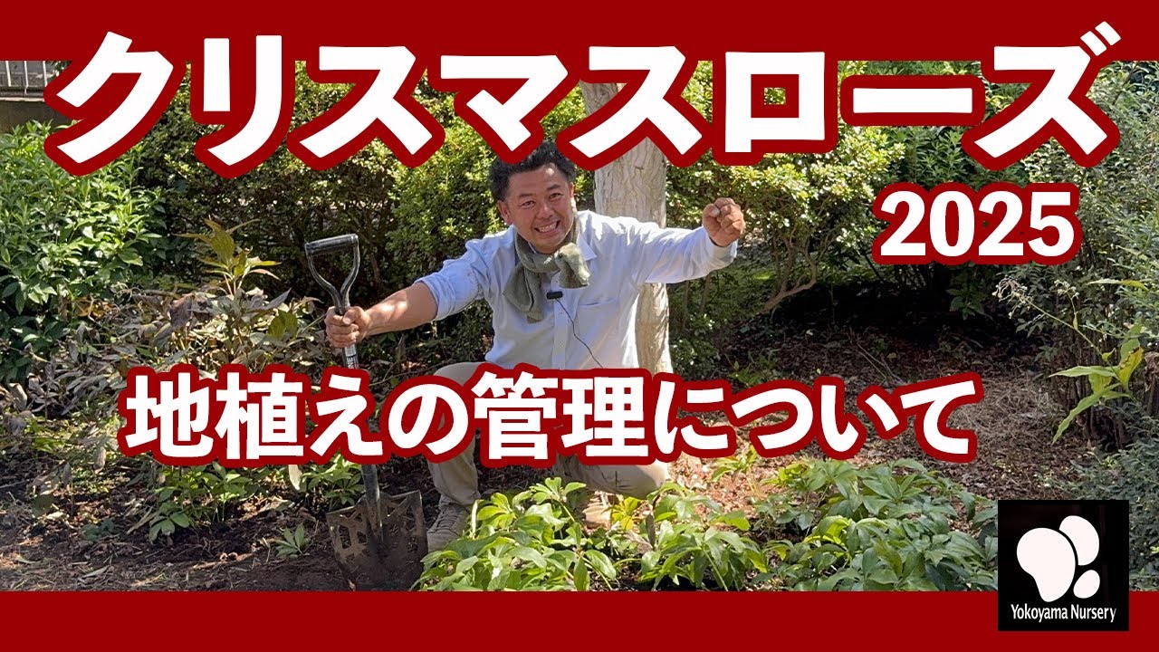 クリスマスローズ 地植えの管理について　◆横山園芸 公式◆【2025】