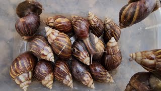 Wow Now Super Gaint African Snails Catching Catch African Snails On The Beautiful Rocks